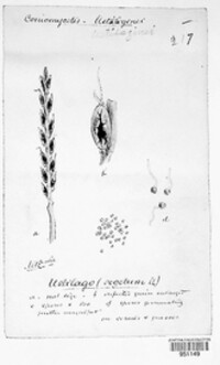 Ustilago segetum image